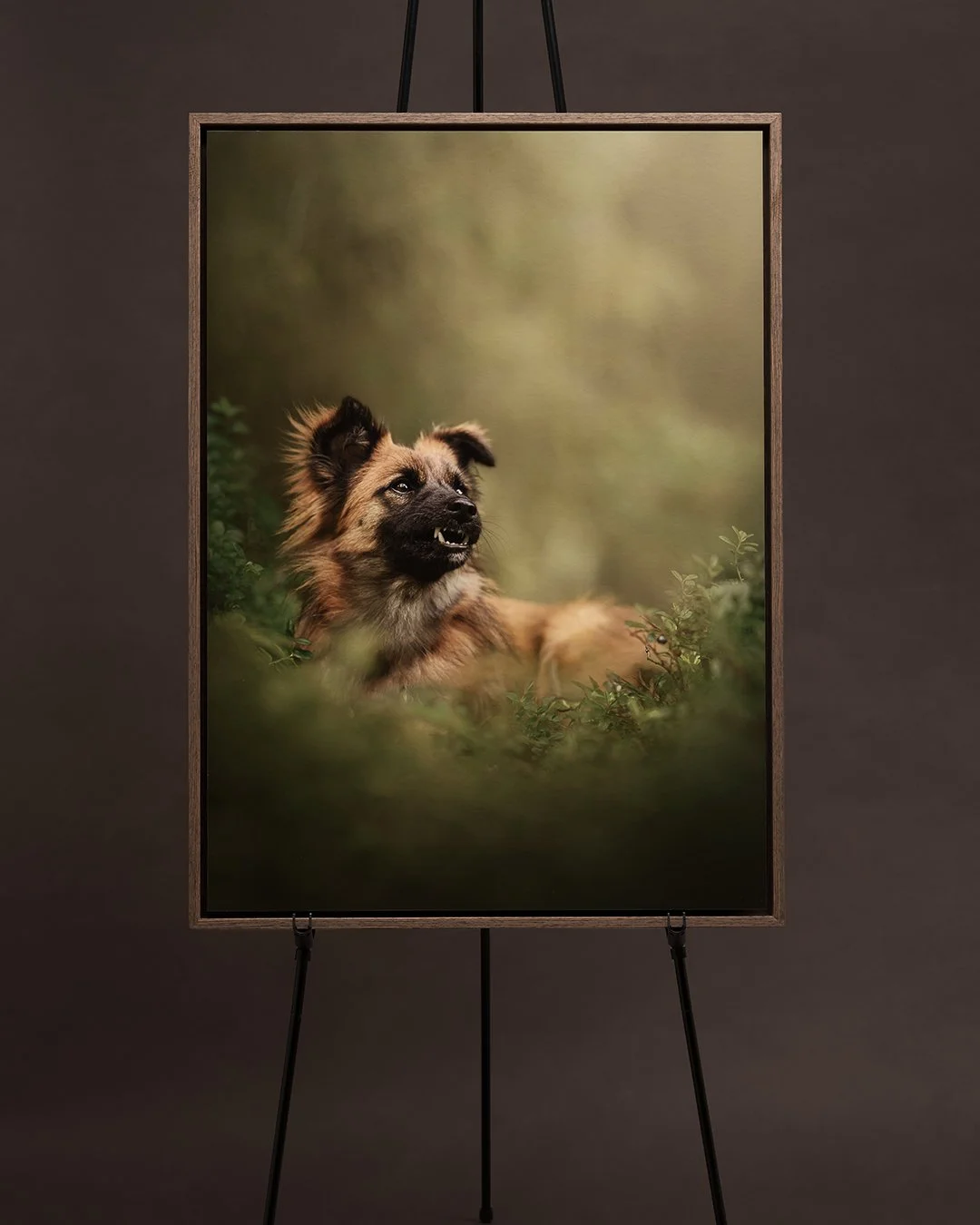 koerte pildistamine, Eesti, koertefotograaf, koera foto, fotosessioon koeraga, koera pildistamine, koerte fotograafia, koerte pildid, lemmiklooma pildistamine, lemmikloomafotograaf, dog photography Estonia, pet photographer Estonia, stuudiofotograafi
