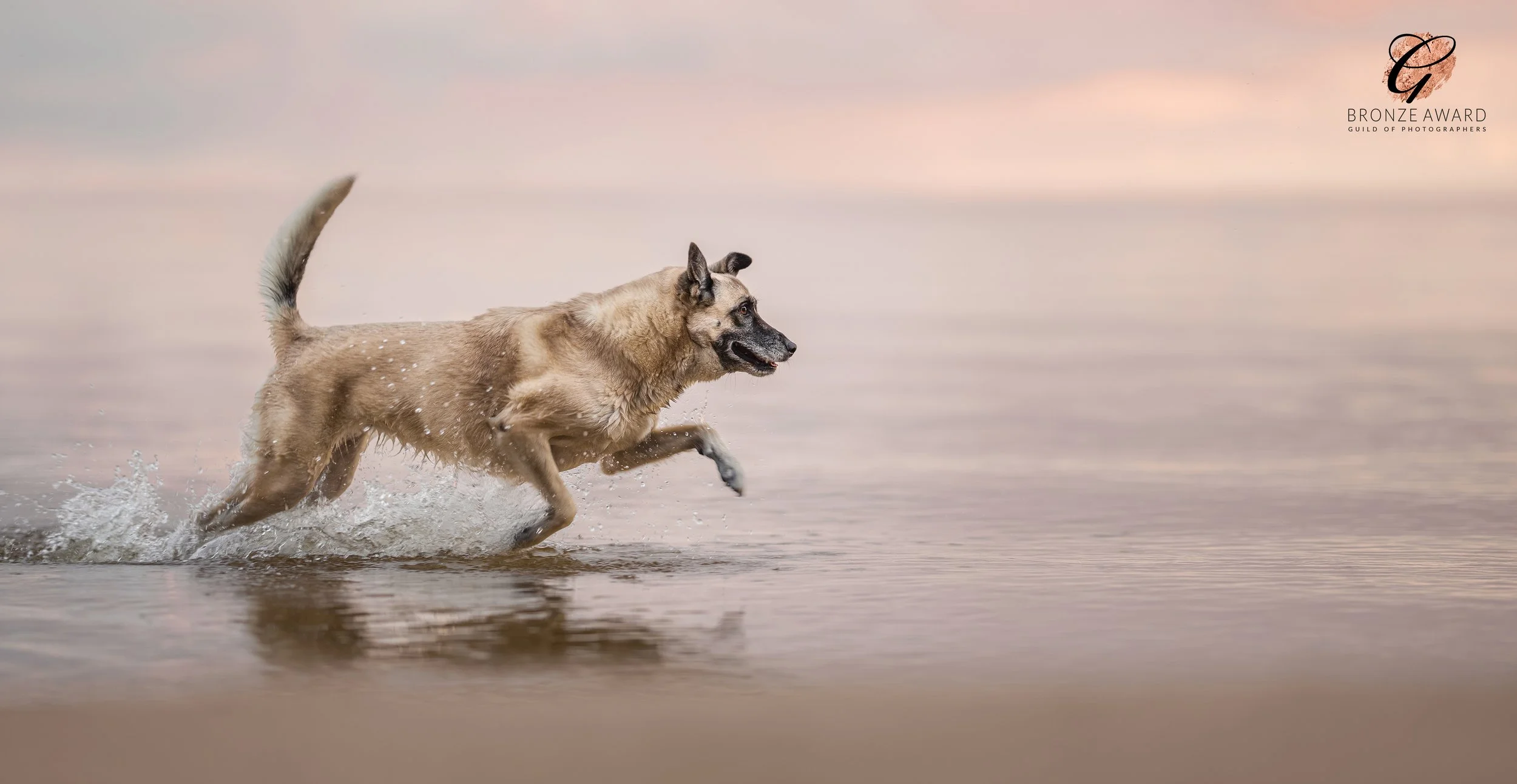 lemmiklooma pildistamine, koera foto, koerte pildistamine, koertefotograaf Kairi, koera pilt, lemmikloomafotograaf, koerafotostuudio, stuudio koer, stuudiofotograafia koer, dog photography Estonia, lemmikloomafotograaf, pet photographer, stuudiofotog