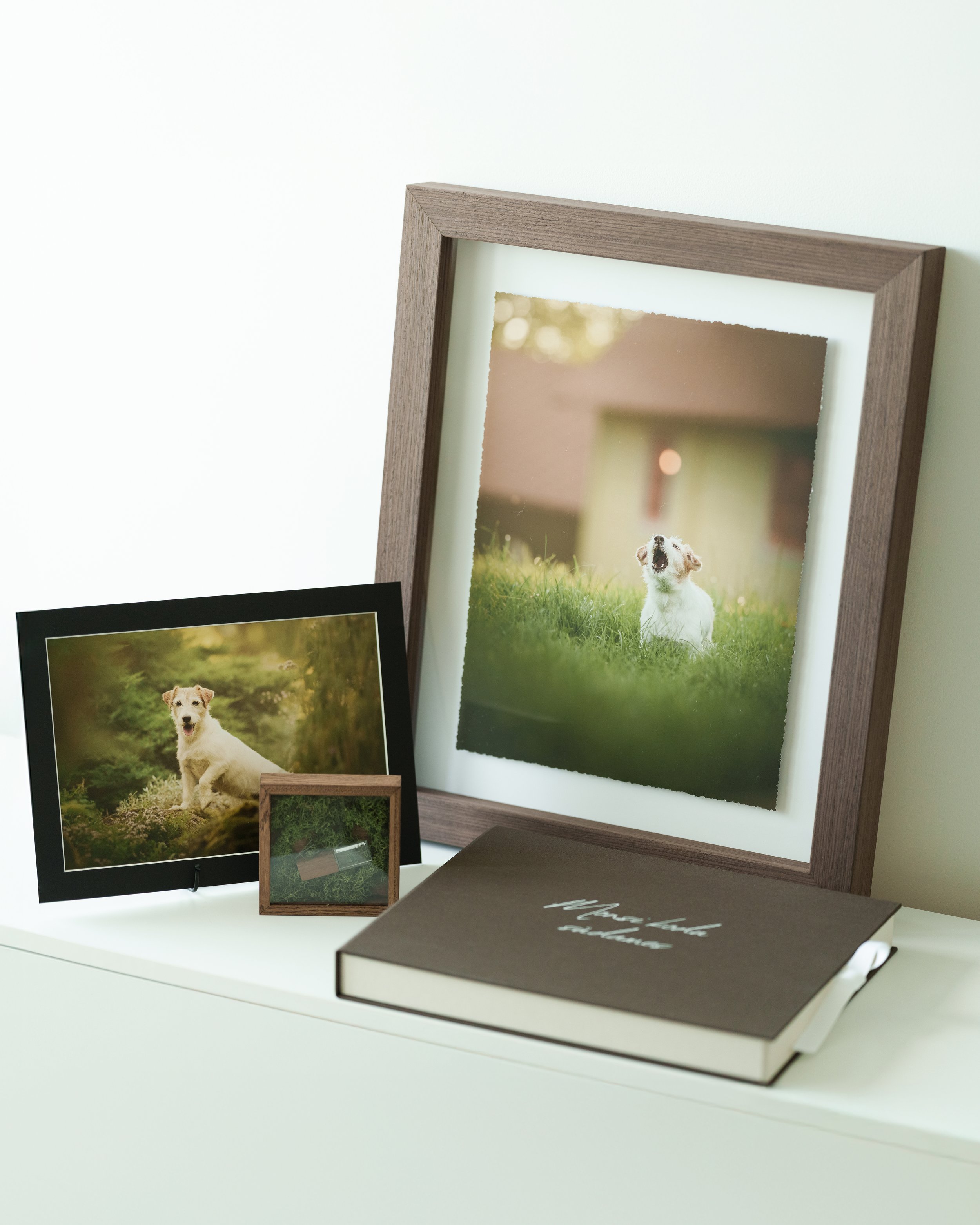 Jack Russelli terjer Monsi - koera pildistamine kodus Jõgevamaal