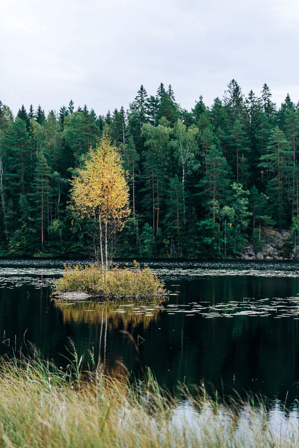 lone yellow tree in the middle of a lake ringed by evergreen trees