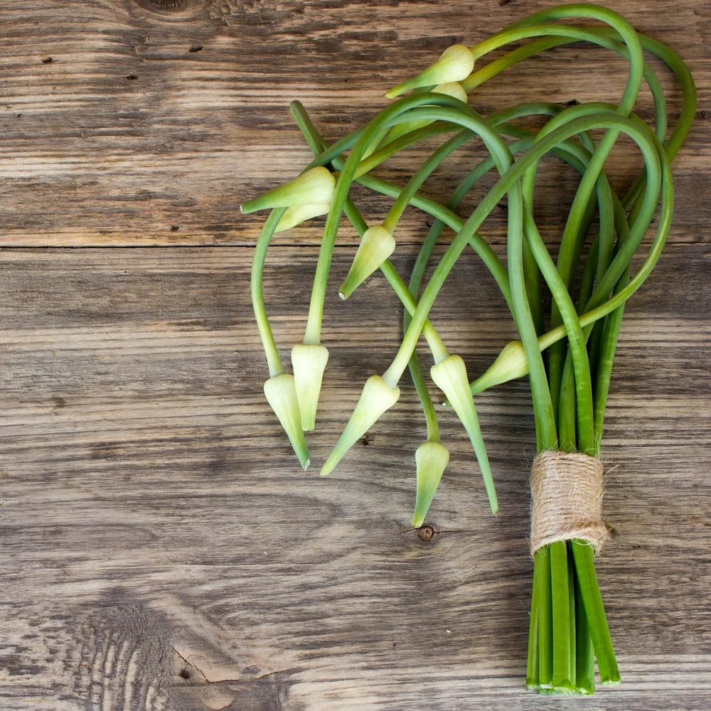 Products | Garlic Bulbs | Garlic Scapes — Organic Garlic Plus