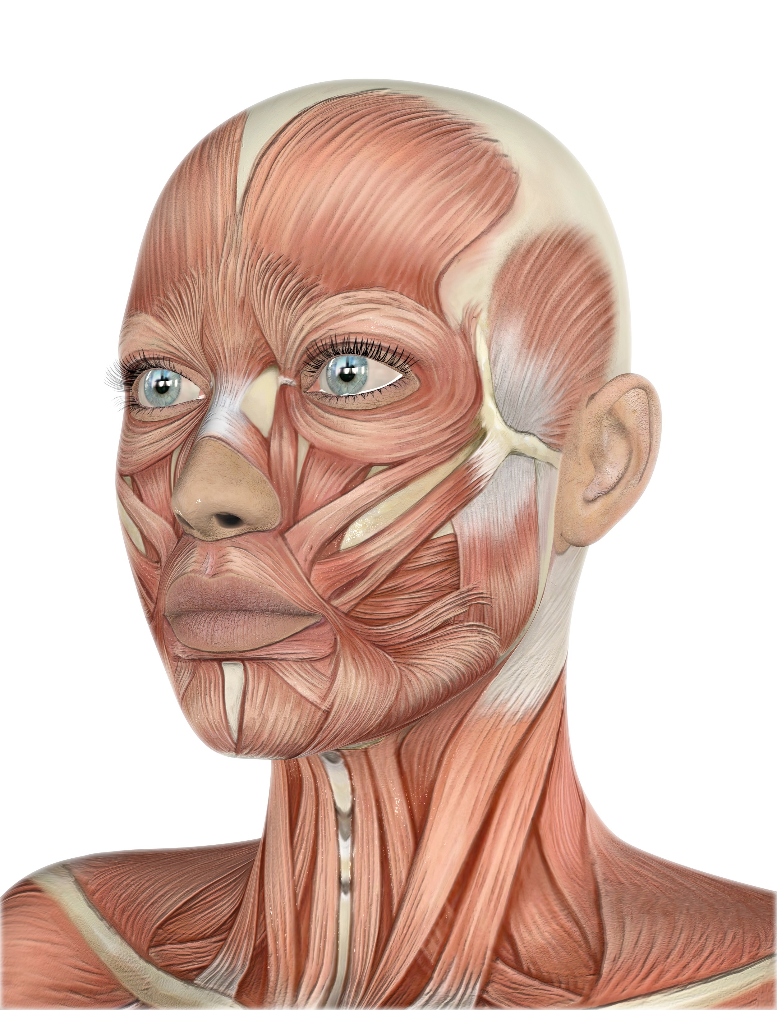 3 head-with-muscles_1020664.htmImage by kjpargeter on Freepika.jpg