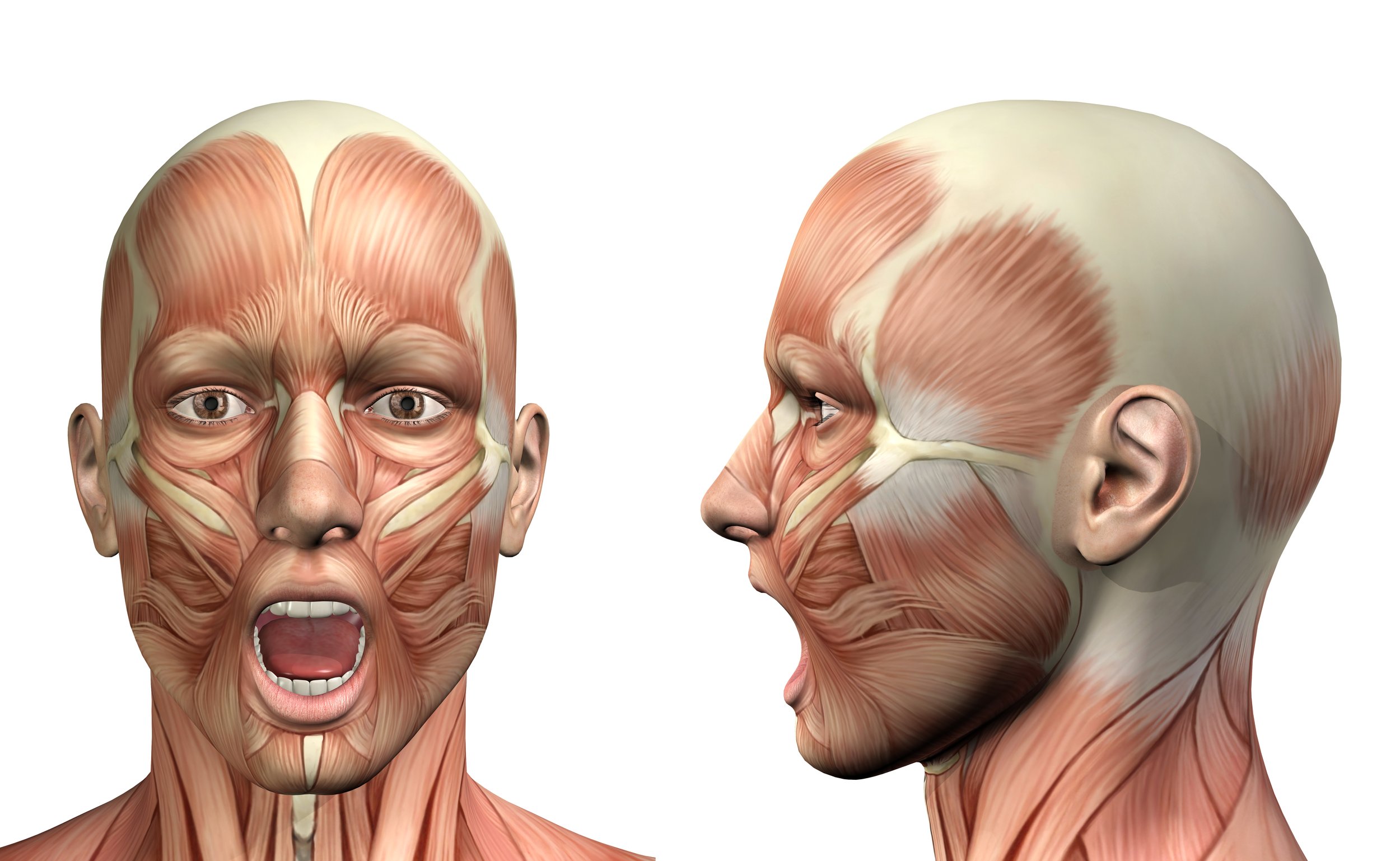 2 male-medical-figure-showing-mandible-depression-front-side-view_3142018.htmImage by kjpargeter on Freepika.jpg