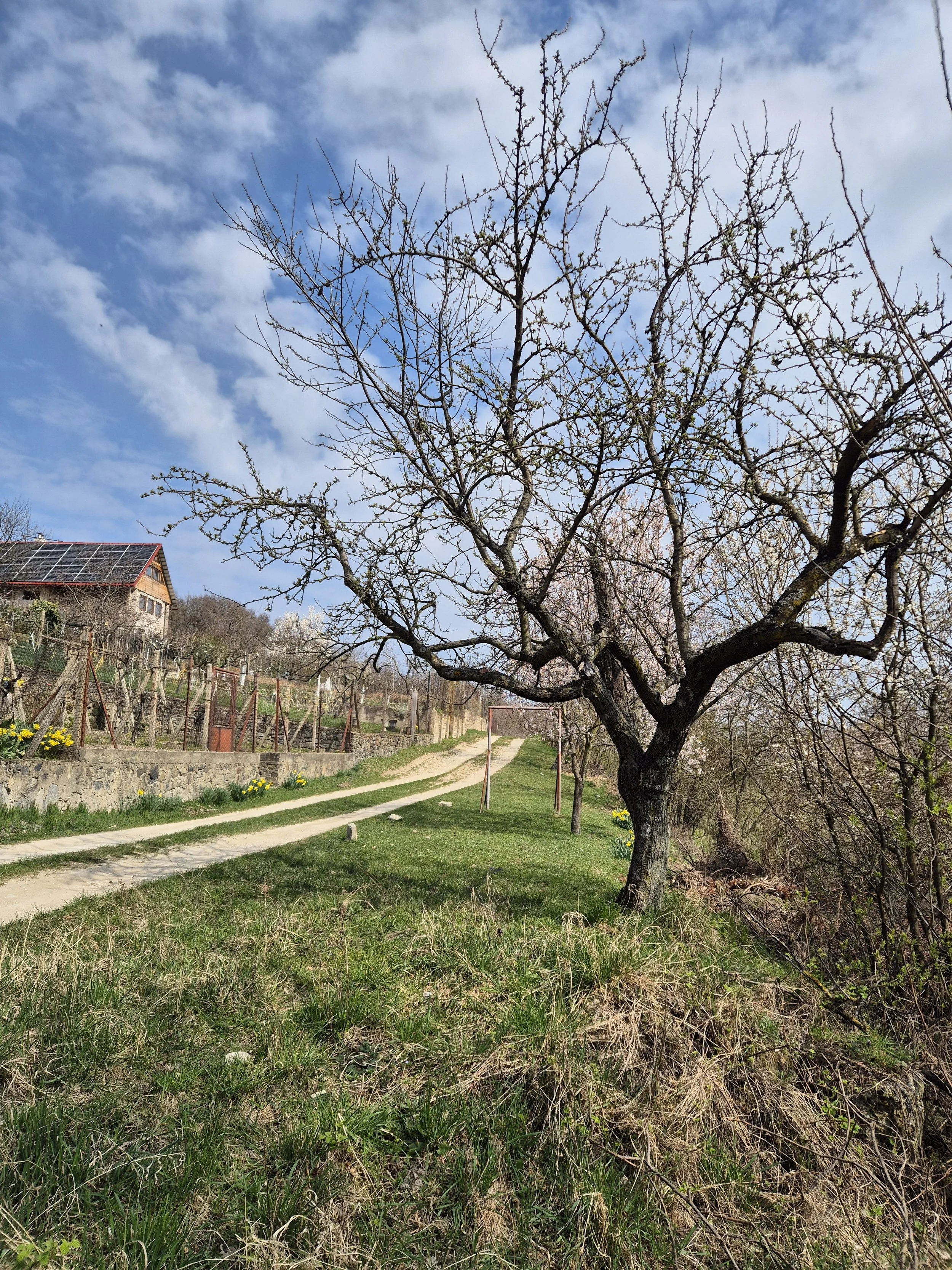 Trasy Vegan Run Slovakia 2026 sú tu!