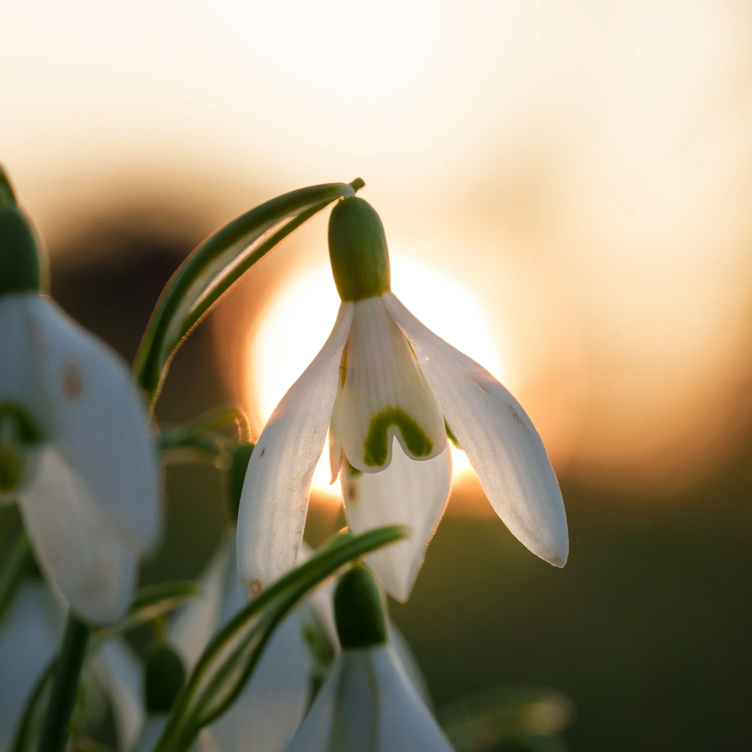 Snow Drop (Schneeglöckchen)