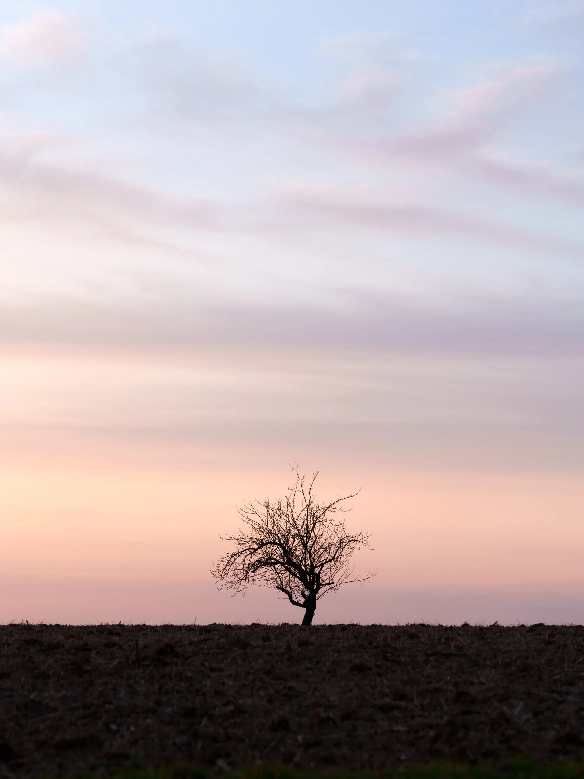 Tree and pastel sky