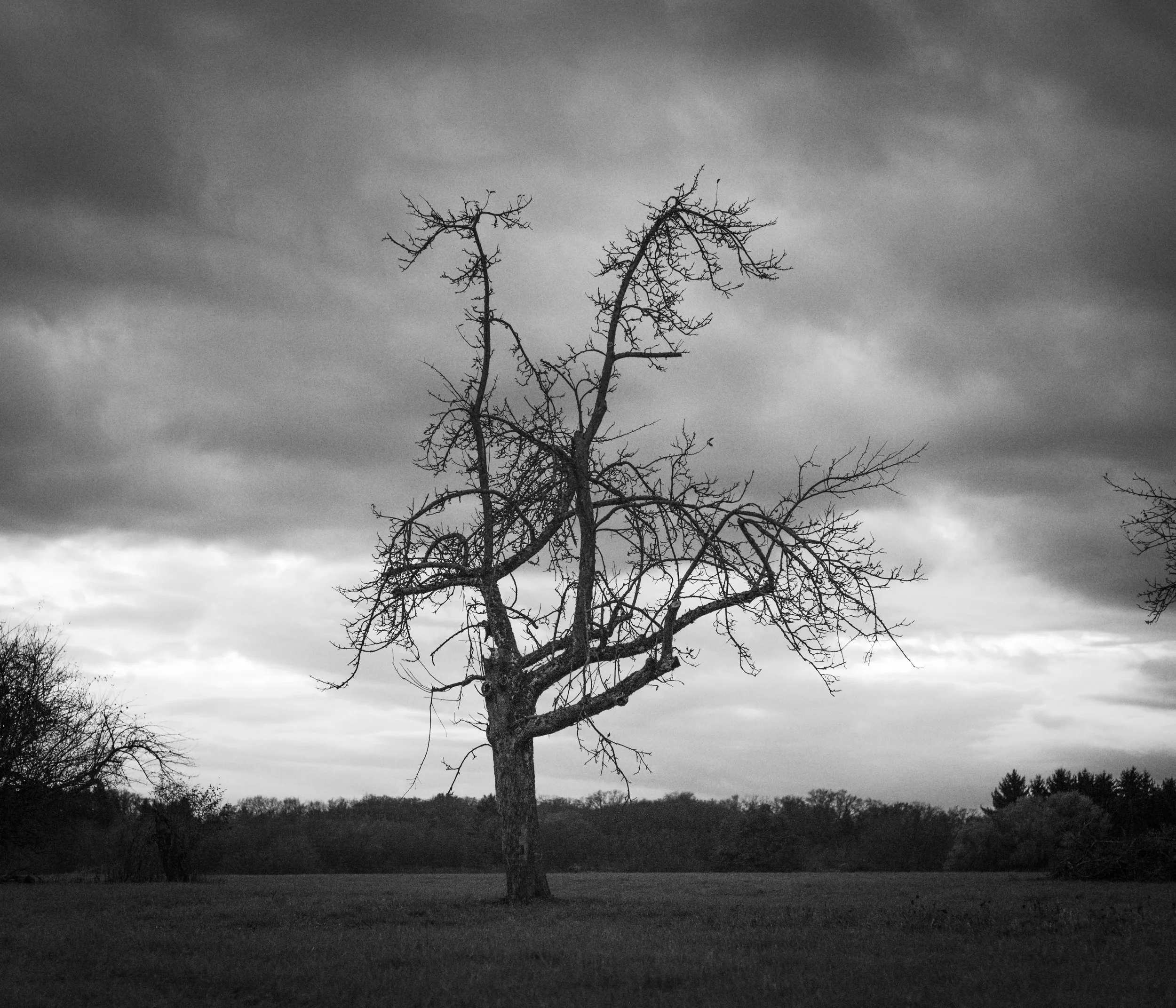 Reaching Out
November 2025
Photographed after sunset right into the light.
Leica M10-P - Summicron-M 1:2 50mm