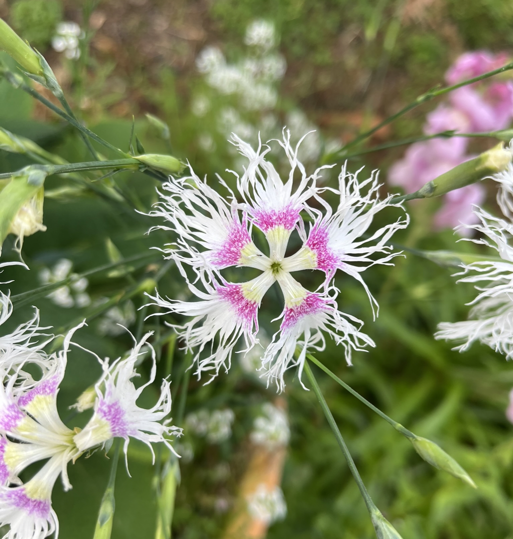 Little Fringed cutie (Dianthus superbus)