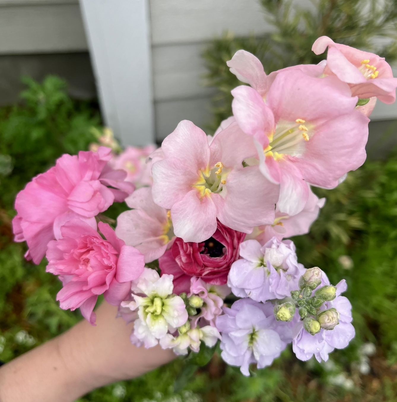 First bouquet of the season (Ranunculus, Stock, and Snapdragons). 
