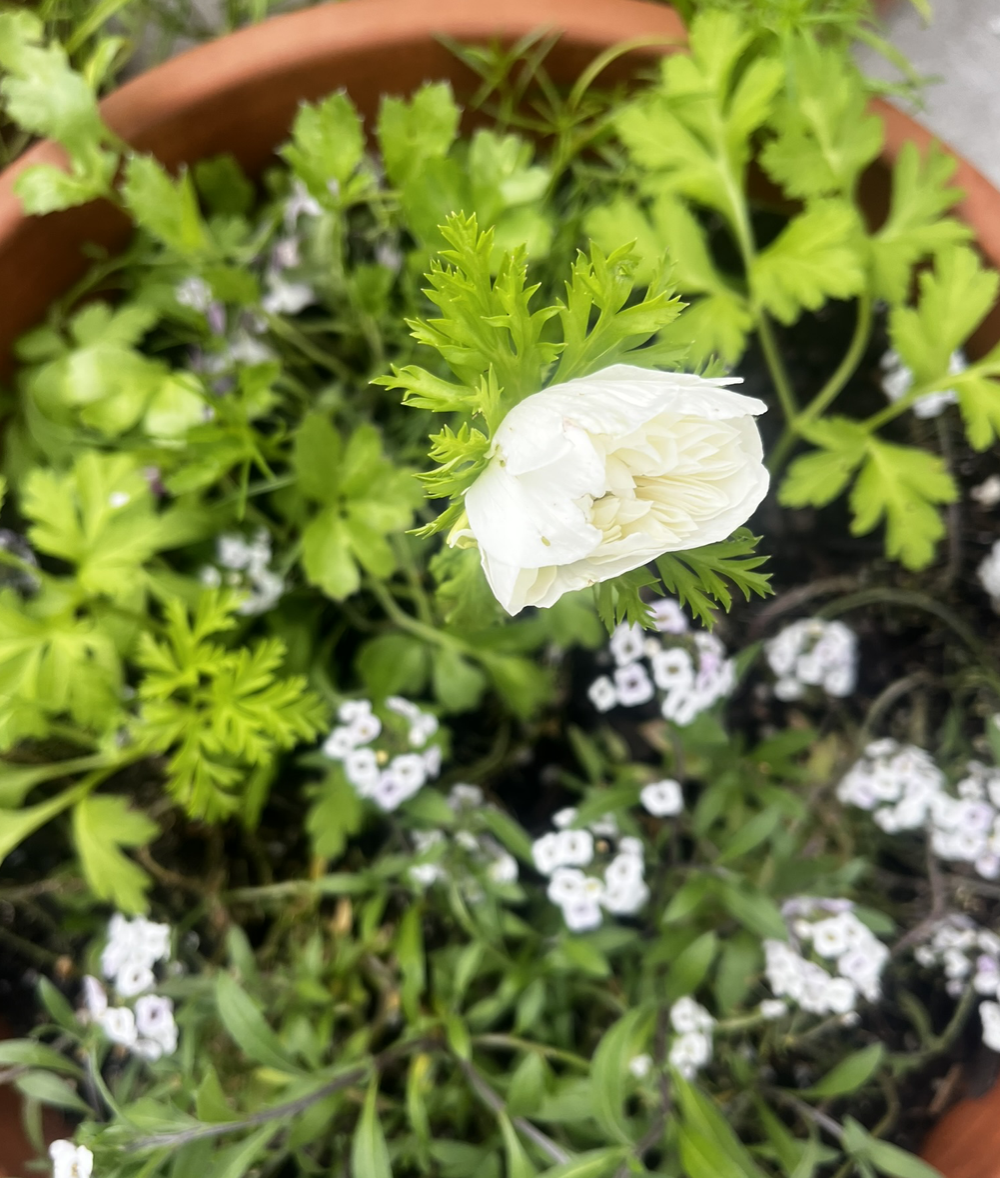 After multiple freezes (and covering), lost so many plants this season. But this Anemone and Alyssum made it. 