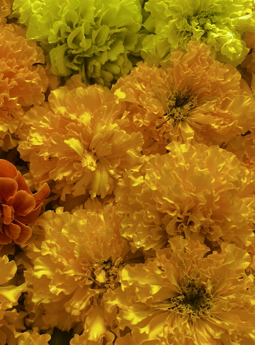 Cannot get enough of these poofy African Marigolds. Over 4 feet tall now and keep giving and giving.