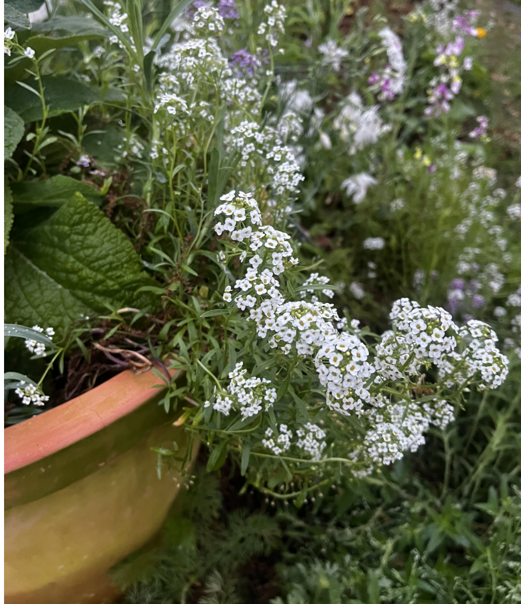 When in doubt - plant Alyssum. 