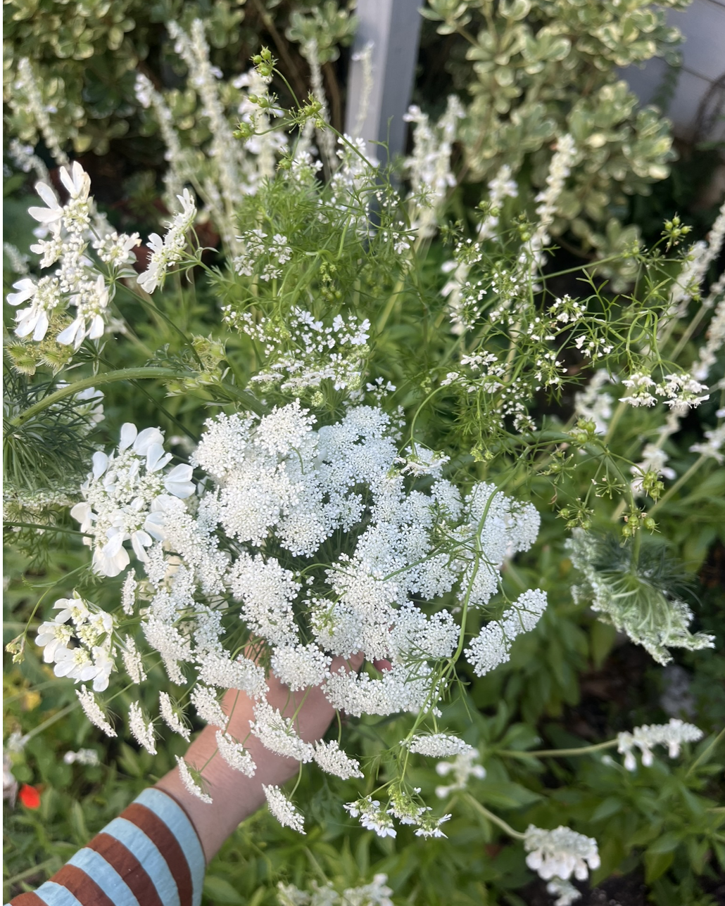 All the lacy babes. Ammi Majus, Orlaya, Indian Coriander (aka bolted cilantro), and Elderberry.  