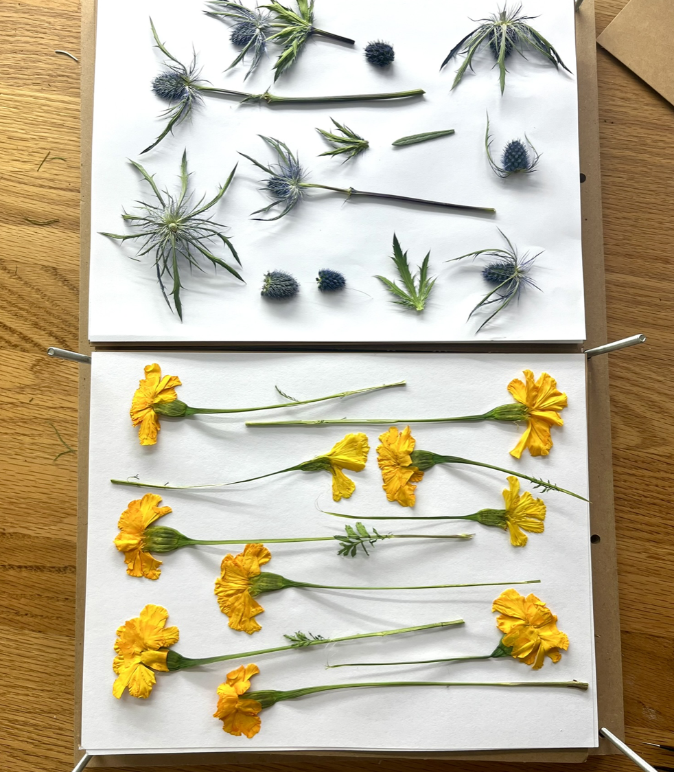 Sea Holly + Marigolds (ready in six weeks…)