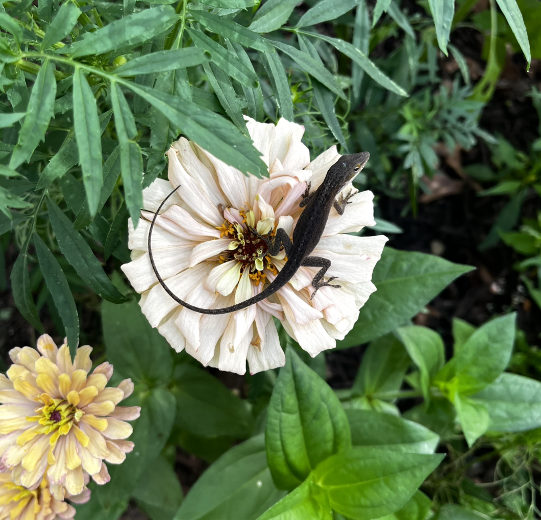 Look at these friends (flower: Ballerina Zinnia)