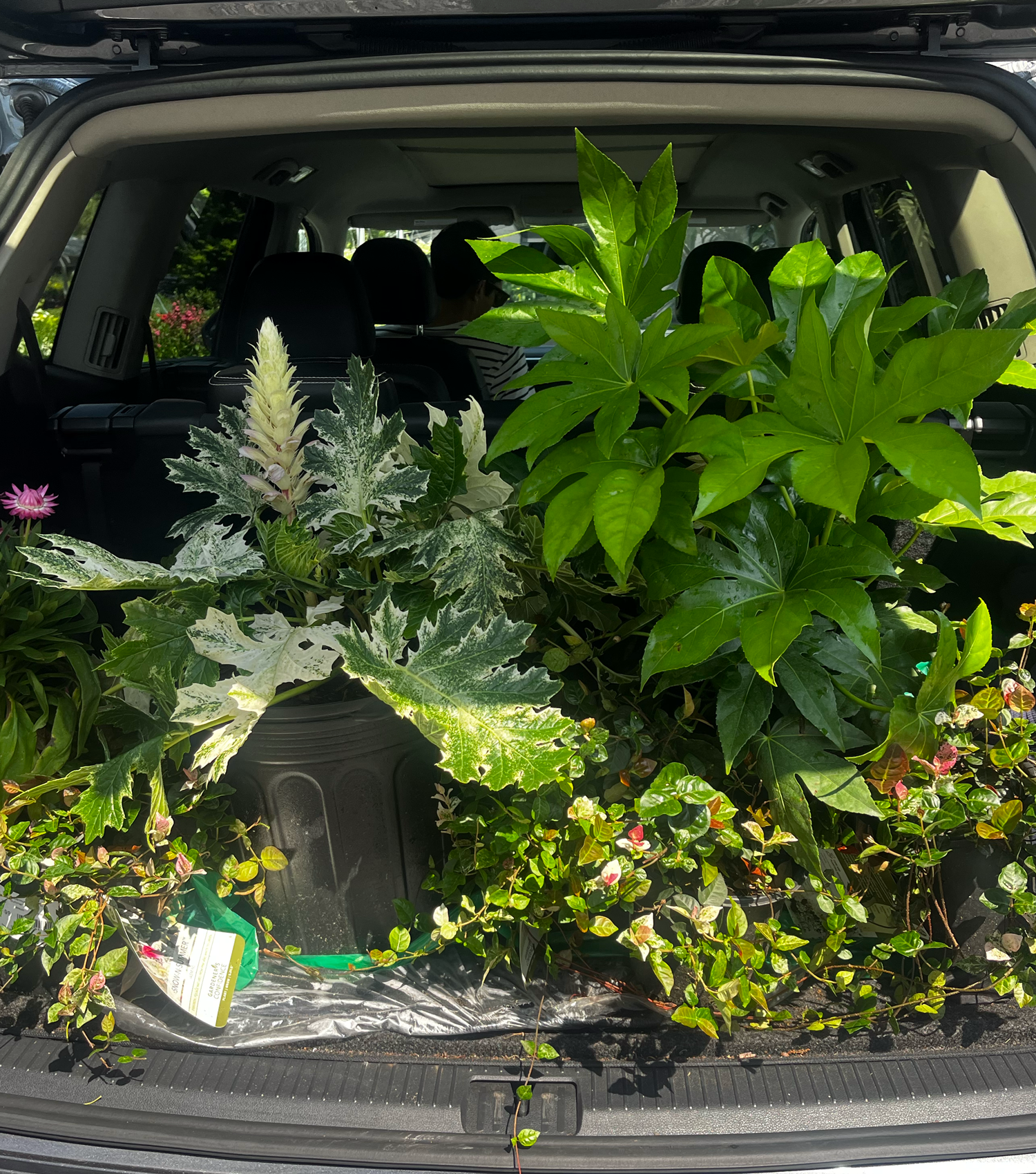 Car-Full-of-Plants.png