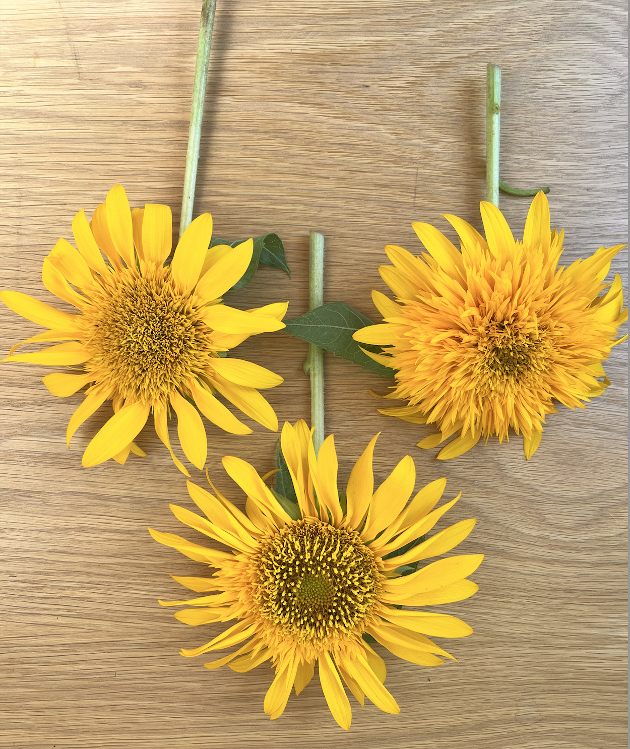 All from the same seed, all so different - sunflowers (Helianthus annuus).