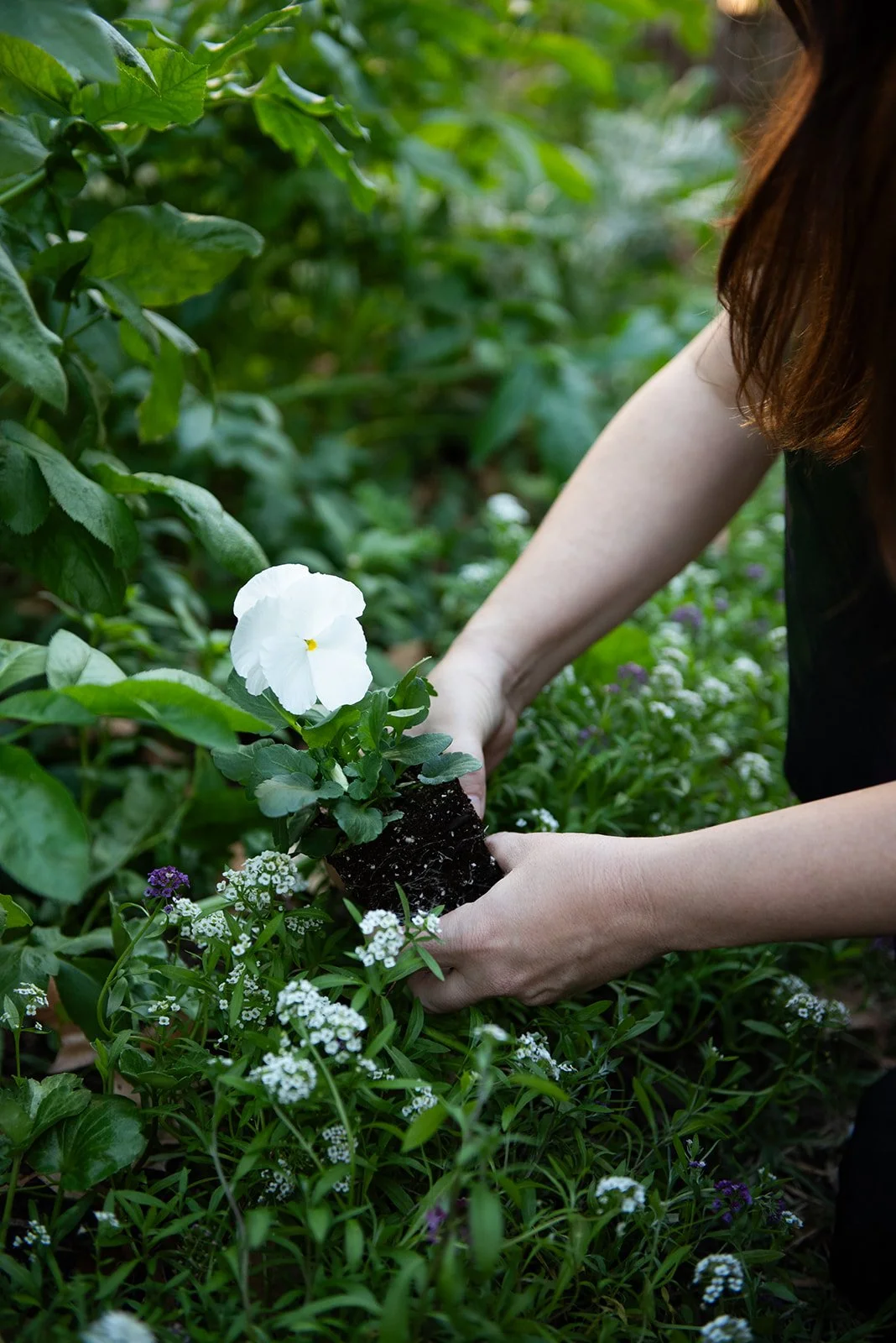 Learn to Grow Cool Season Cut Flowers