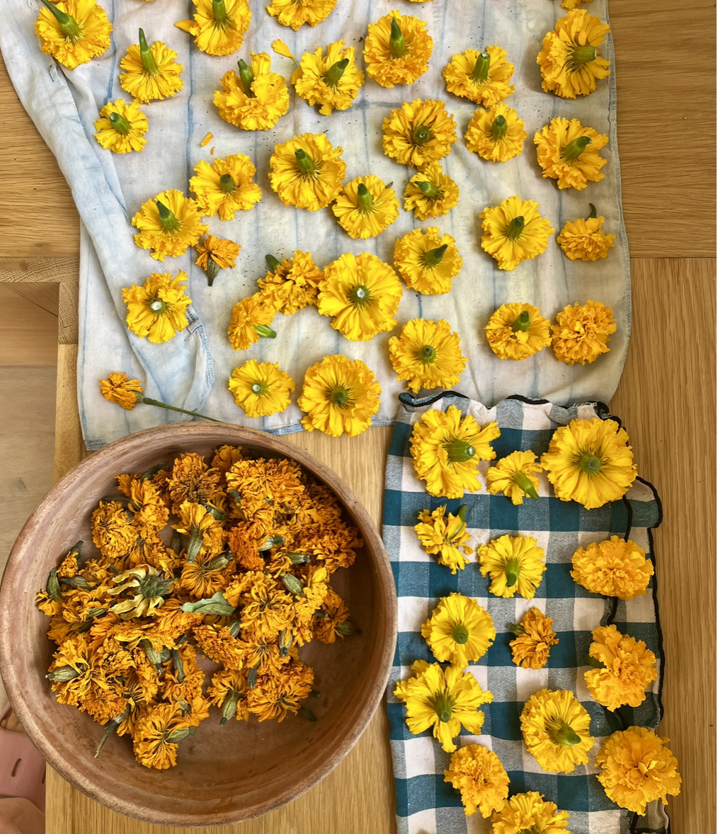 This is about 1/16 of the blooms I’ve gotten off just six African Marigold plants this summer. I’m drying them (for dying), pressing them, and handing out so many bouquets. The ultimate cut and come again.