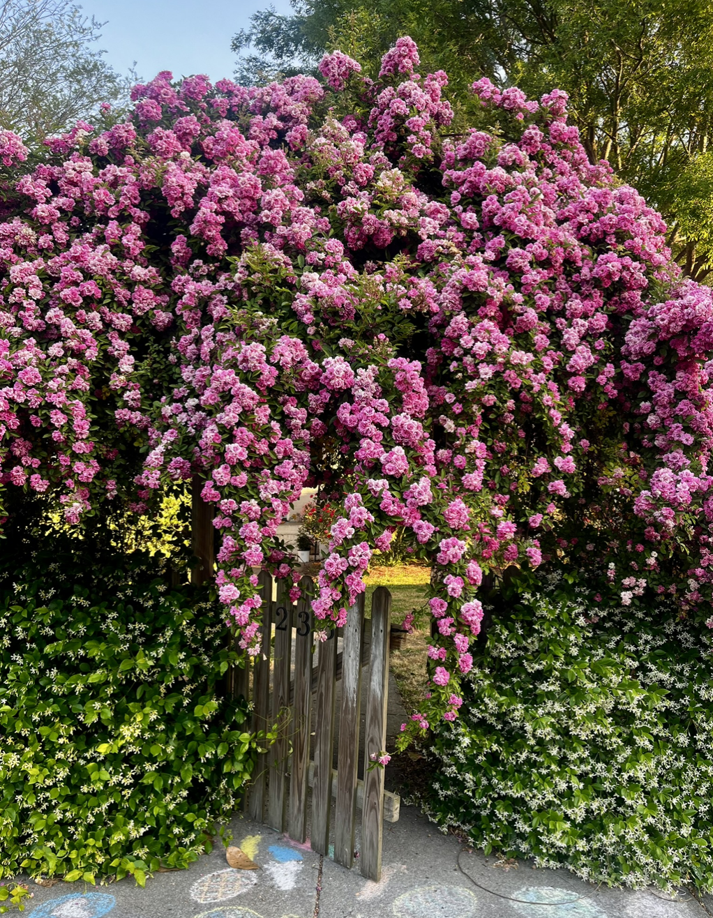 Peggy Martin Rose spotted on Gordon Street in Charleston, SC