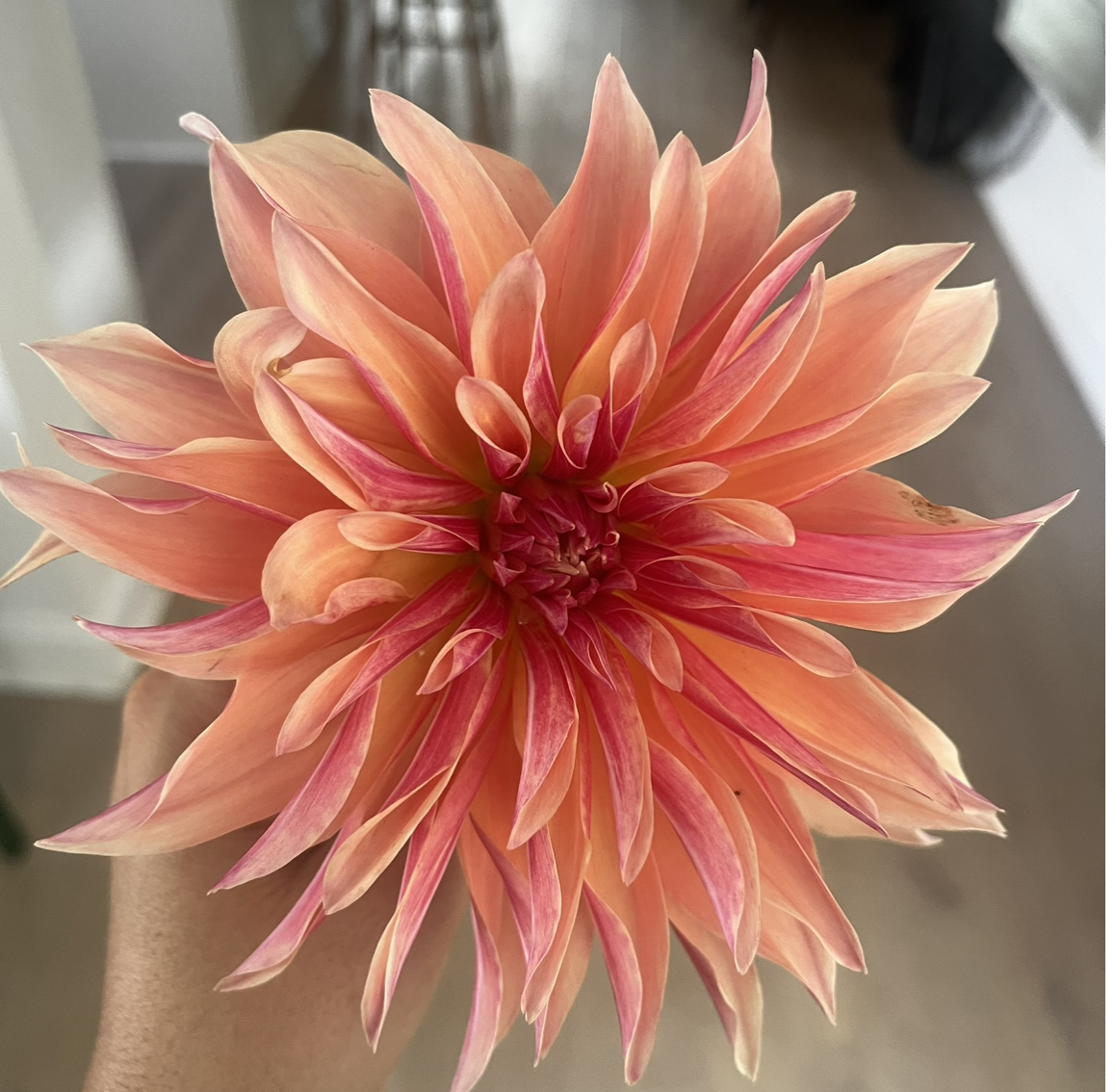 First dahlia of the season!