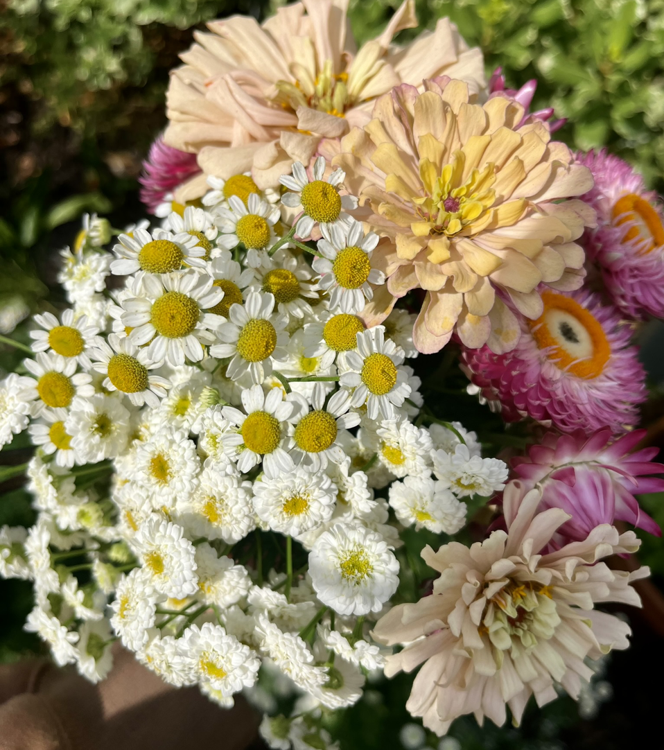 First official harvest of the season. Ballerina Zinnia, Magic and Tetra Feverfew, and Pink Strawflower (seeds all from Johnny's).