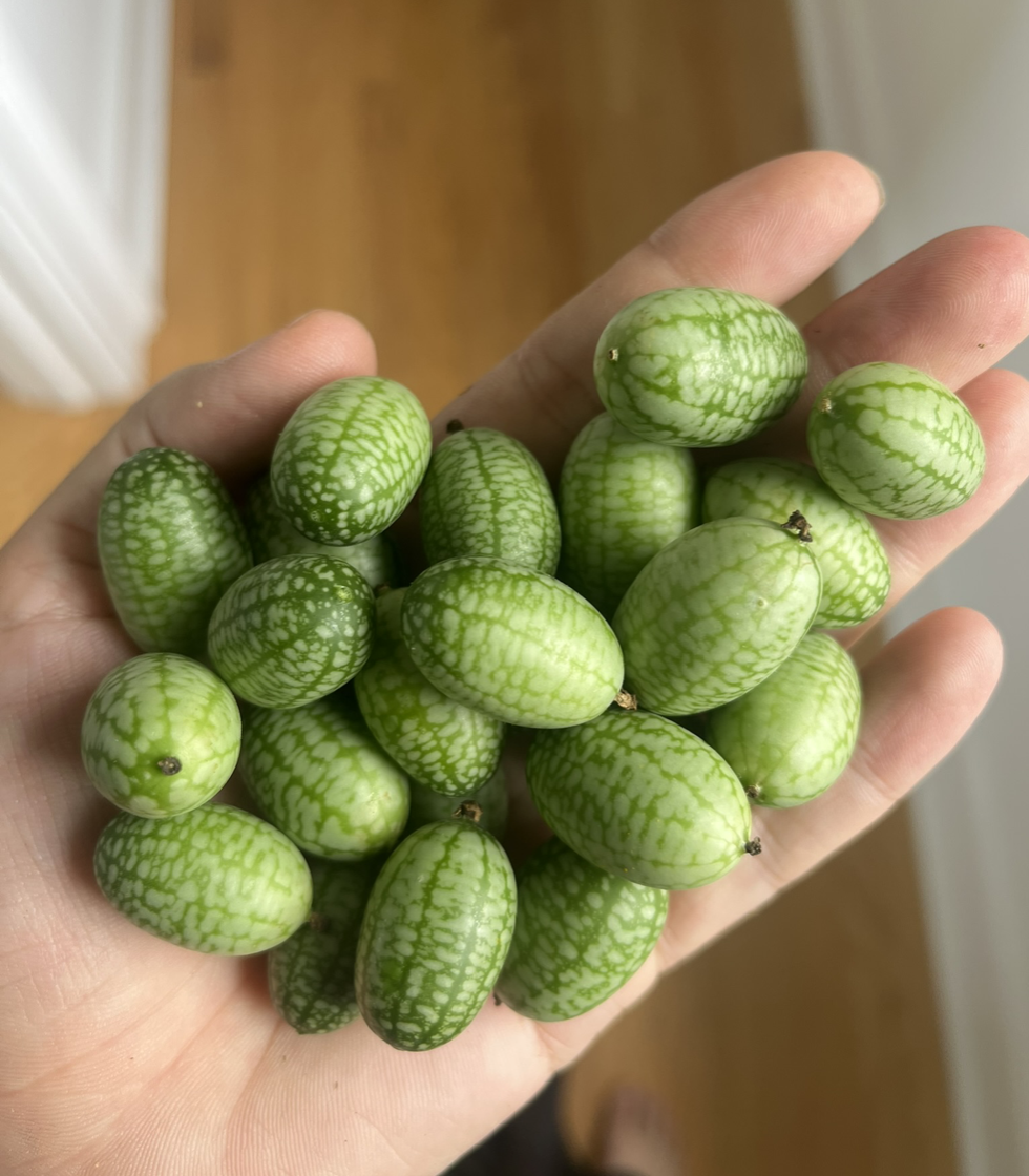 Cucamelons / Mexican Sour Gherkins - such small guys that somehow take over the garden.