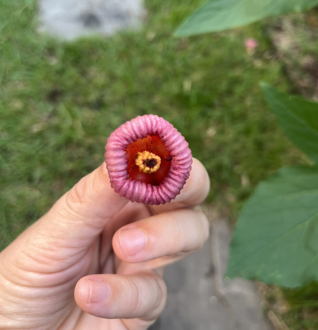 A curled up hibiscus flower (Hibiscus sabdariffa / Roselle) that fell from the calyces - which means it's time to pluck the calyces to make tea. 