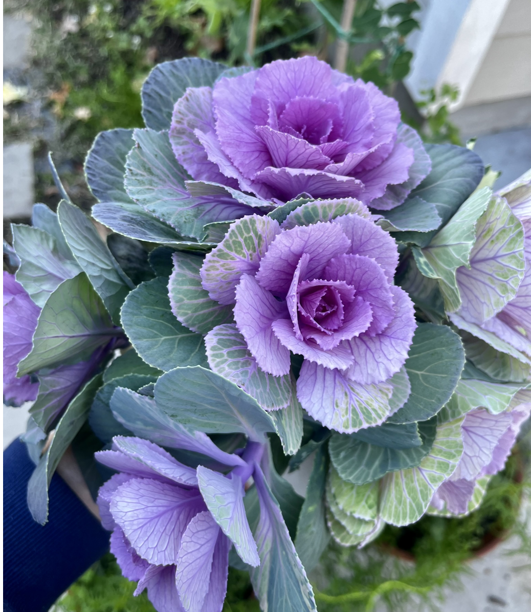 Where there’s not much color happening in the garden in January - these Ornamental Kales always deliver. 