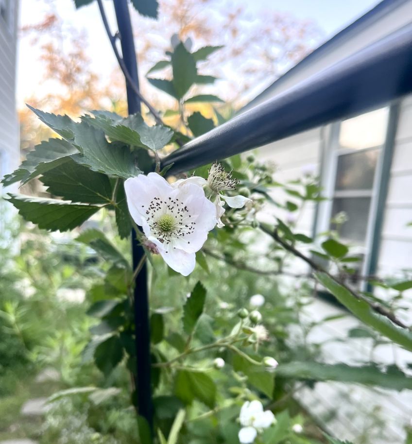 Blackberrys are waking up. I love how their flowers look like little anemones.
