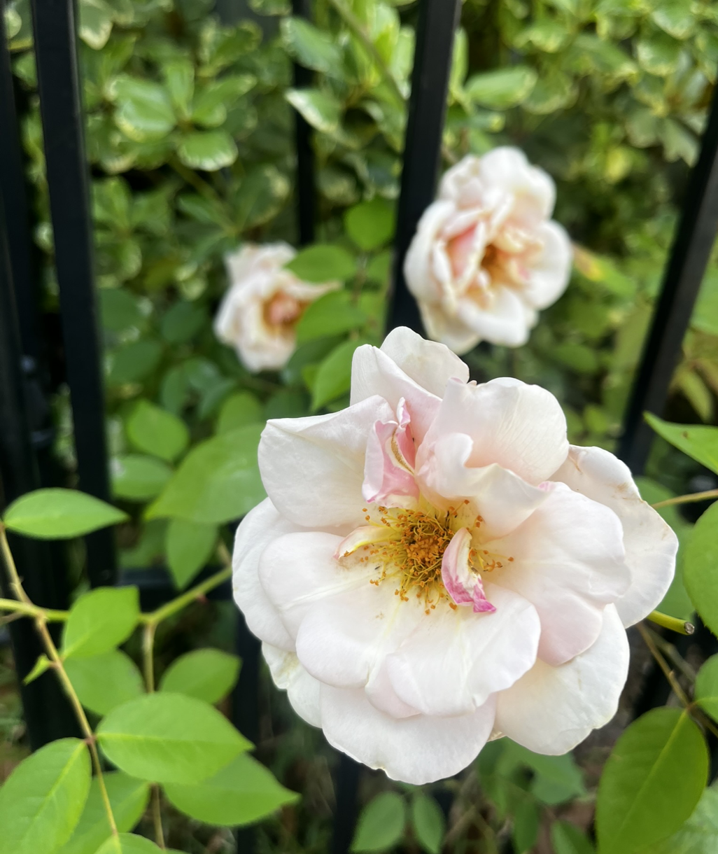 First Noisette of the season. 