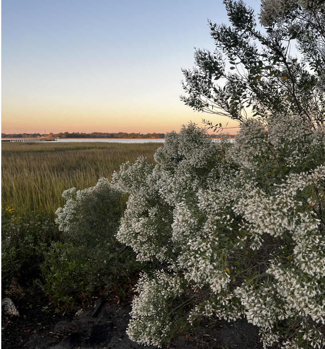 My most favorite time of year (when the Salt Myrtle pops).