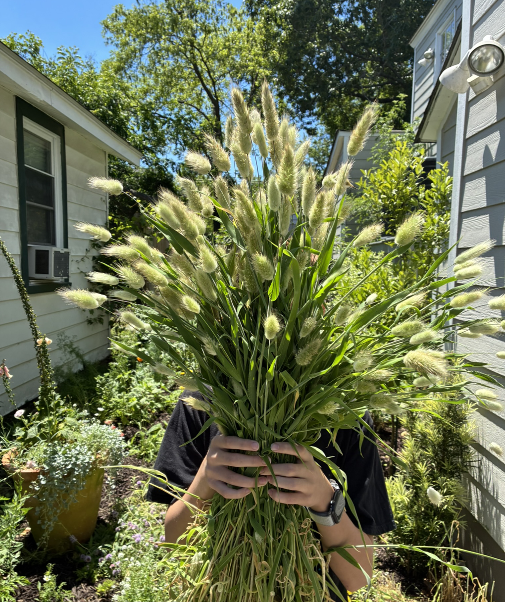 Harvested all the Bunny Tails for the season and now hanging to dry. Tip: Mild climates plant in mid-Fall for a Spring show.