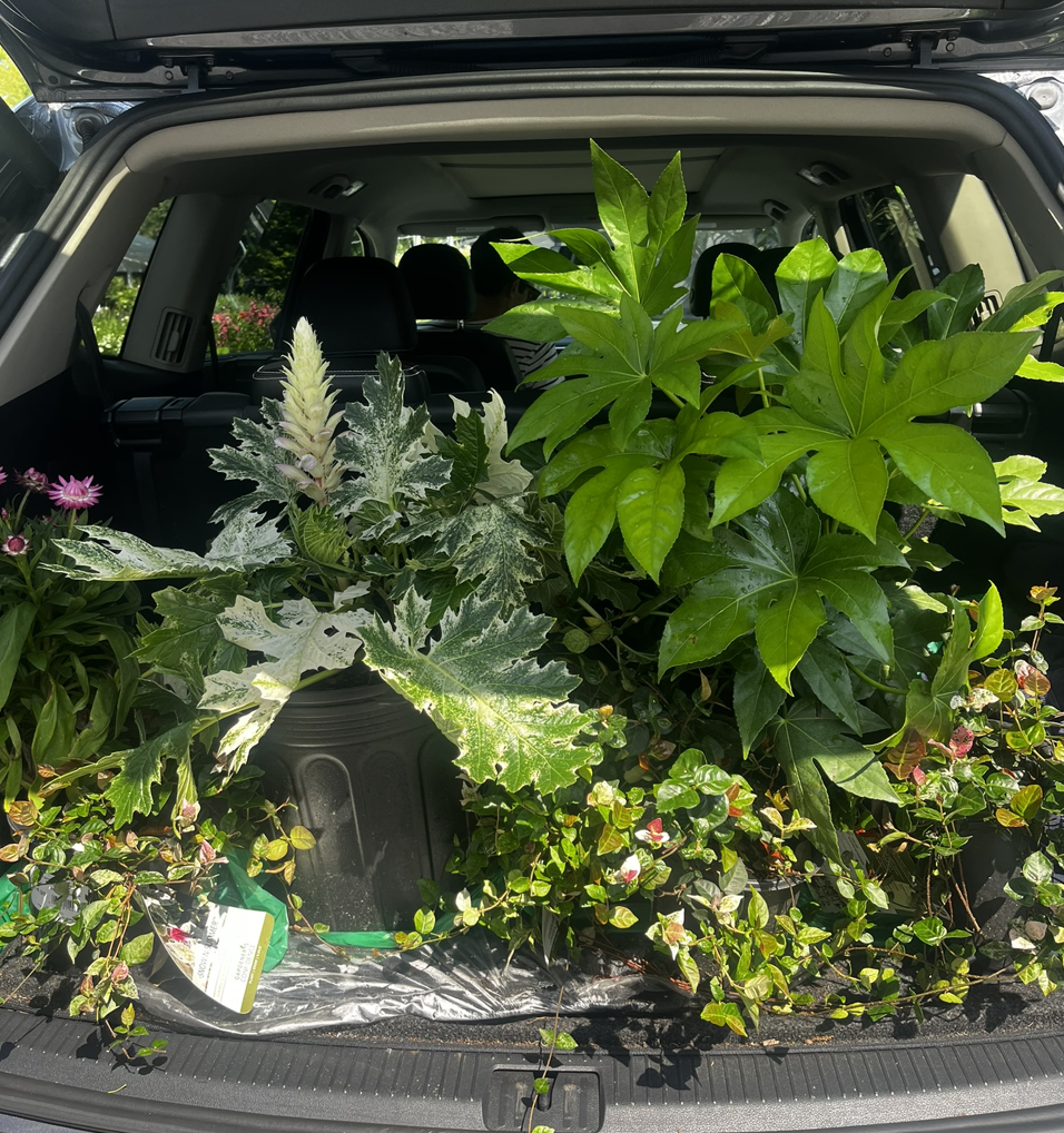 Shade garden haul: Fatsia, Variegated Bear's Breeches, and Snow + Summer Asiatic Jasmine.