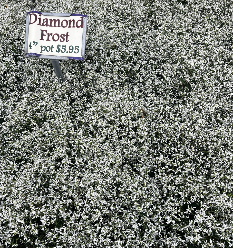 Tied with Alyssum as my favorite fairy flower.