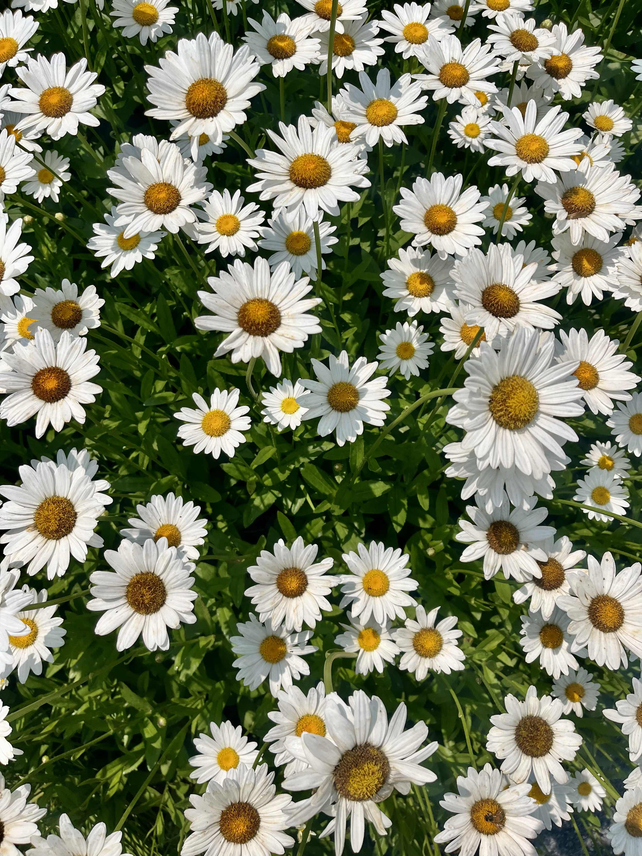 Maine Coastal Botanical Garden (1 of 1,000 photos I took).