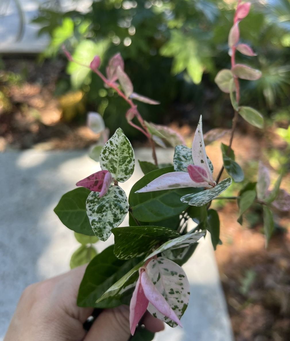 When the Snow-N-Summer Asiatic Jasmine
(Trachelospermum asiaticum 'HOSNS') turns pink and white - Spring is here. 