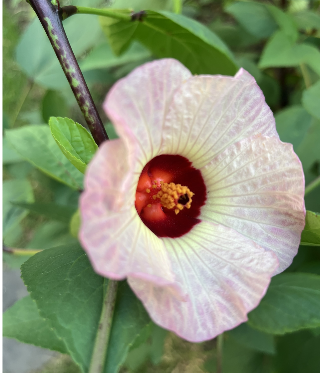 First flowers of the Hibiscus sabdariffa (Roselle) I planted in April in Charleston, SC. 