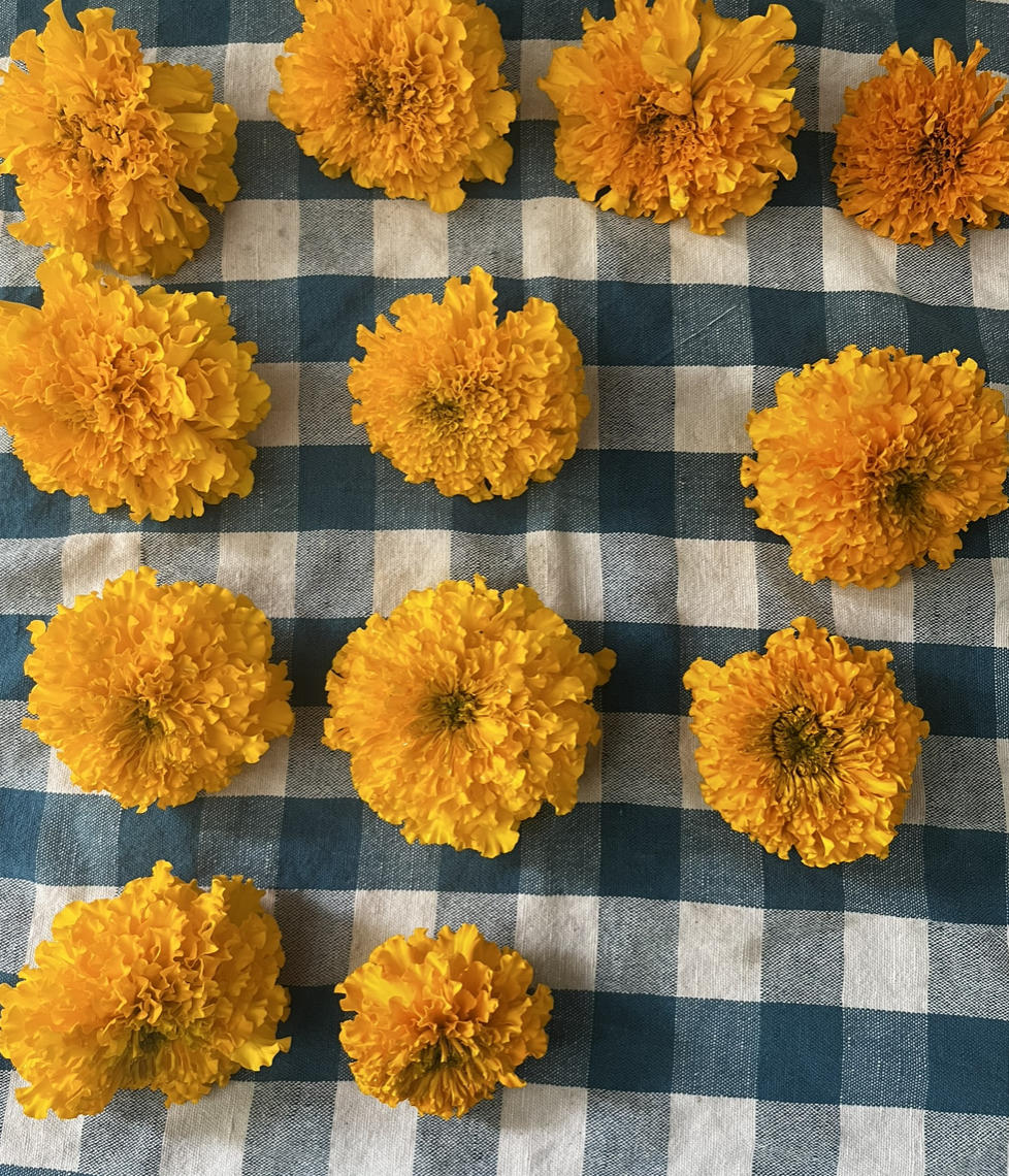Obsessed with these African Marigolds. Drying them to dye some fabric with a client.