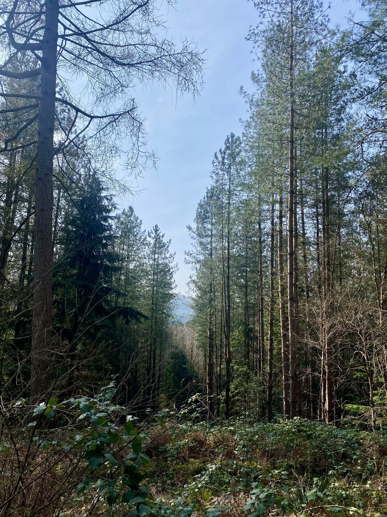 Delamere3 Les French.jpg