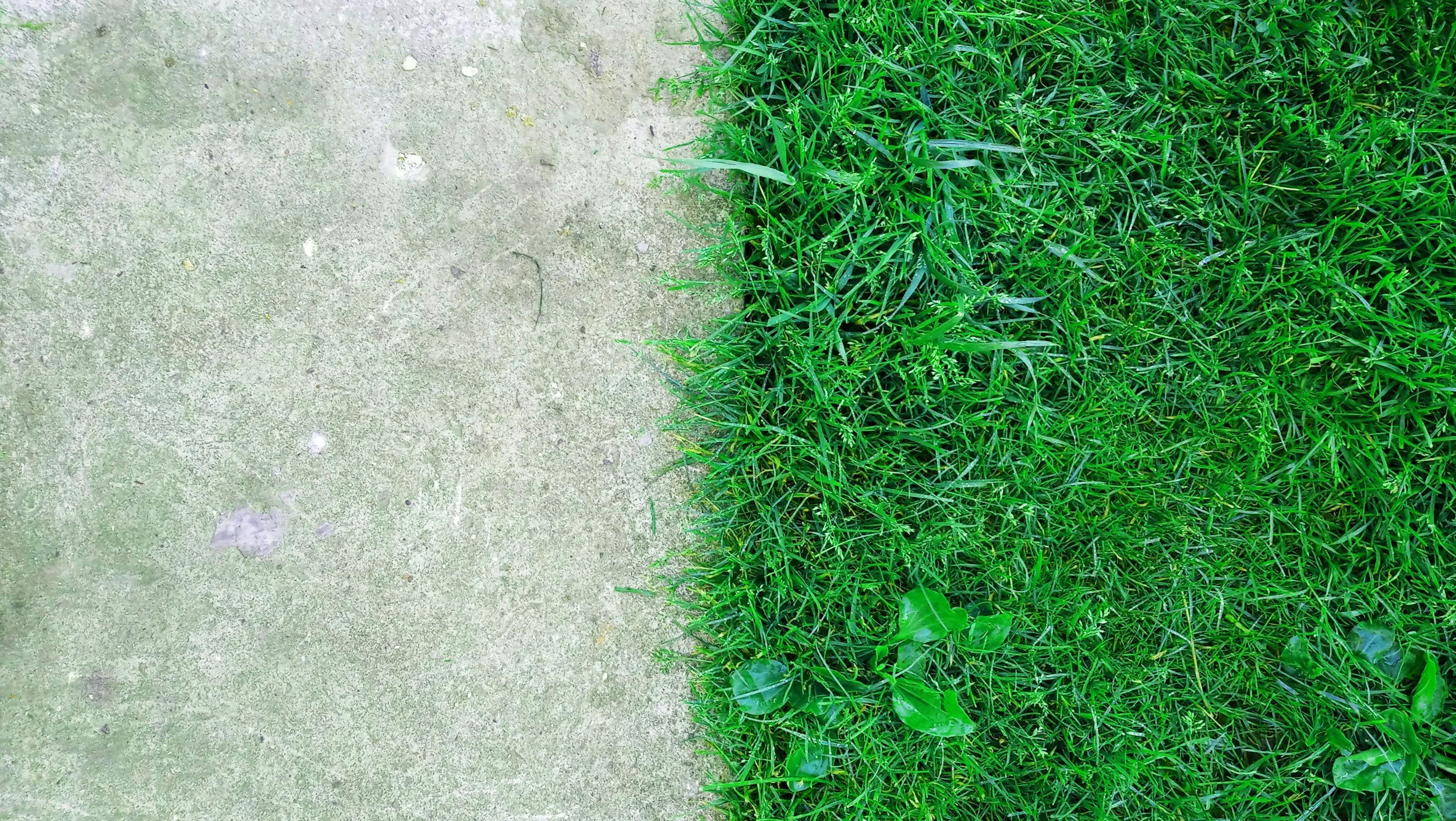 Half sidewalk, half green grass