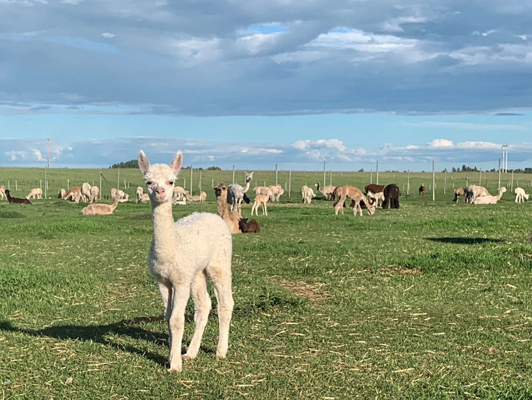 VENDOR SPOTLIGHT

Nelda from Love&rsquo;s Grace Farm will be joining us at the Folks &amp; Fibre Market on August 22nd 10am - 4pm at the Flare &rsquo;N Derrick (131 Main St N
Turner Valley AB T0L 2A0
Canada)

Nelda raises Huacaya and Suri alpacas in 
