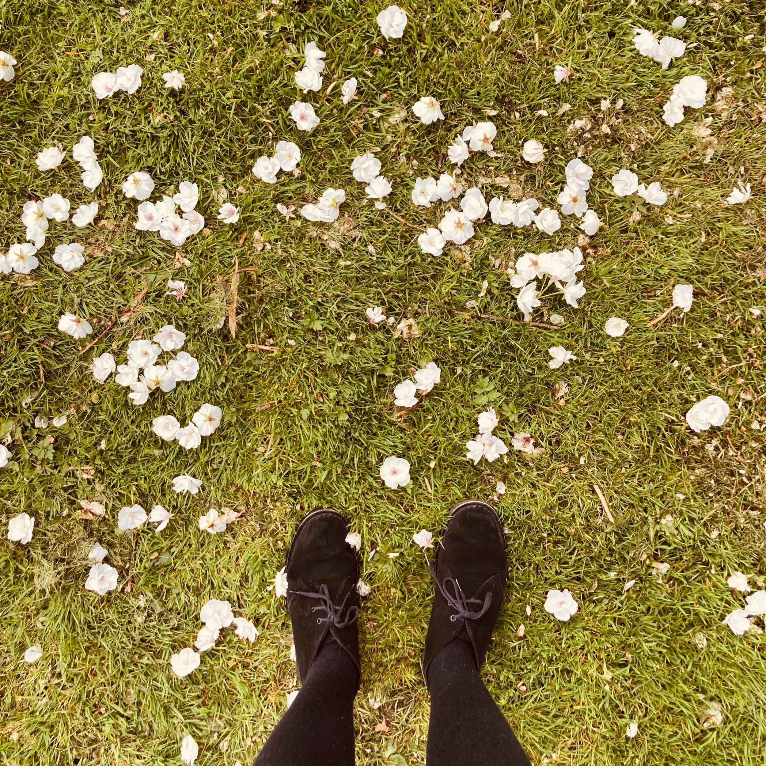 Kersenbloesem als teken van hoop