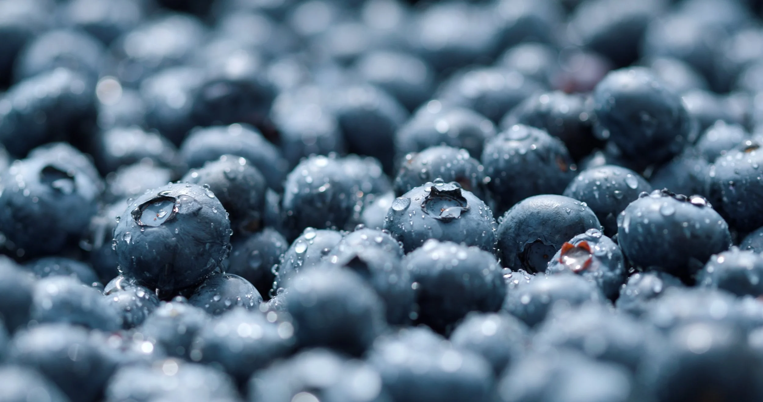 Coastal Black Blueberry