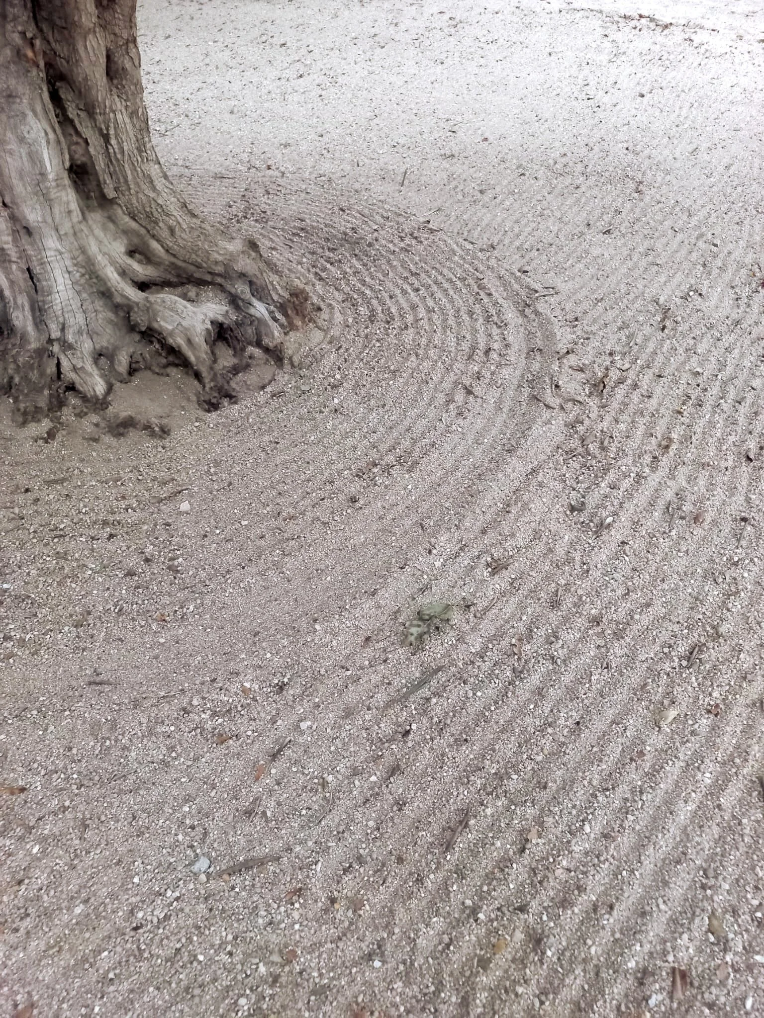 Performance: A Secret Zen Garden