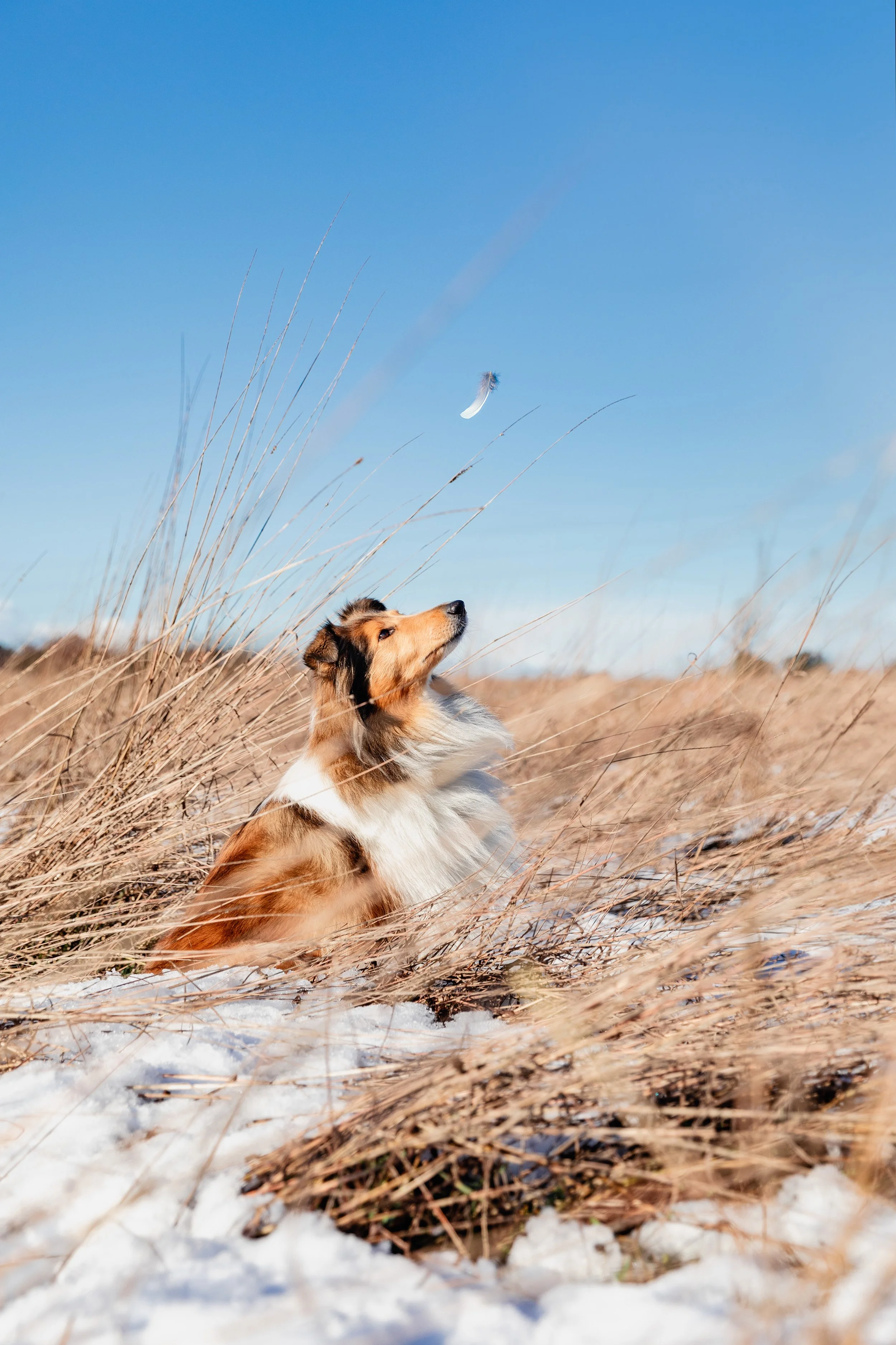 A Rough Collie dog sitting in tall dry grass on a snowy field under a clear blue sky, watching a feather floating in the air.