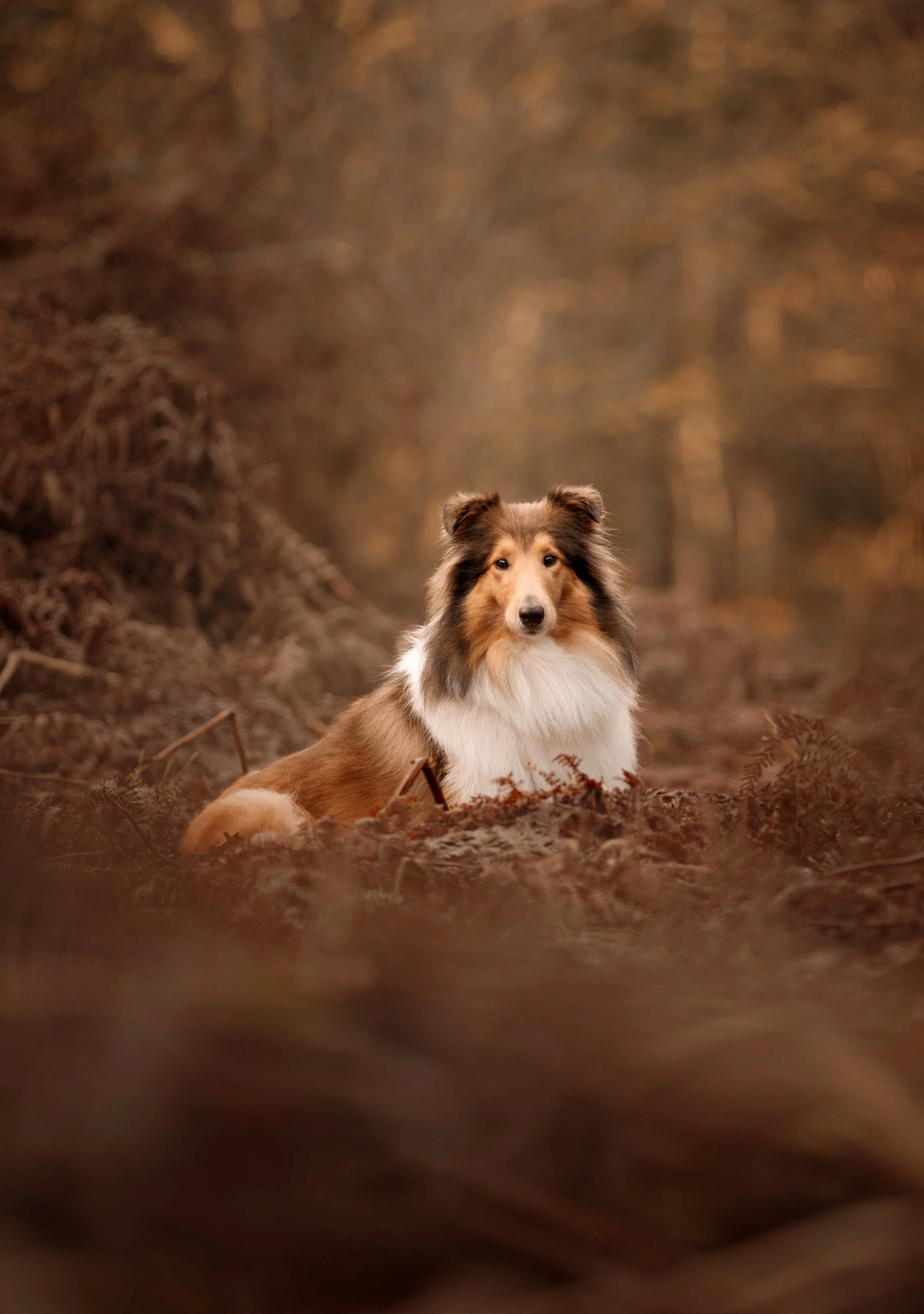 A Rough Collie dog sitting on a forest floor with brown leaves and ferns, surrounded by a blurry autumn woodland background.