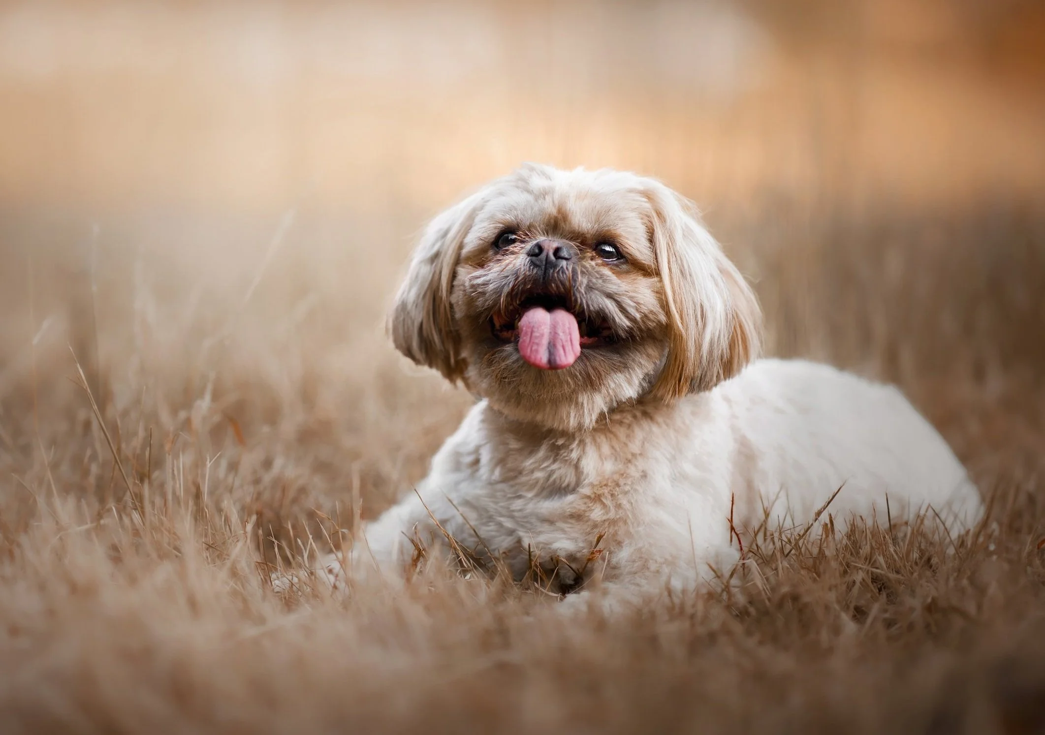 A Lhasa Apso lying in a field of dry grass with its tongue out.