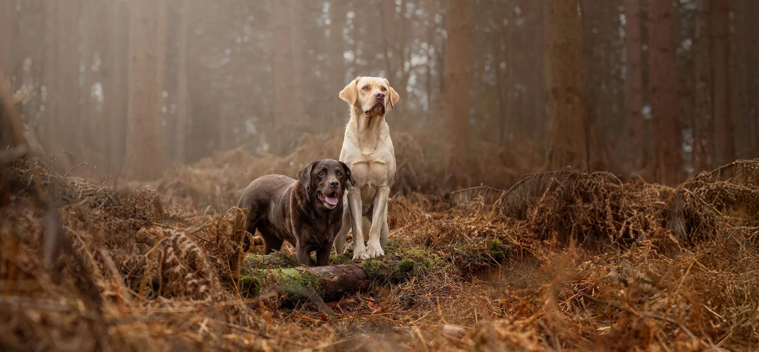 A photoshoot of two Labrador dogs standing on a mossy log in a misty forest with brown fallen leaves and tall trees in the background.