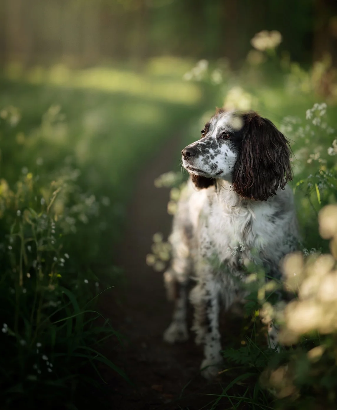 Springer Spaniel sitting on a trail surrounded by green plants and flowers, looking to the side.